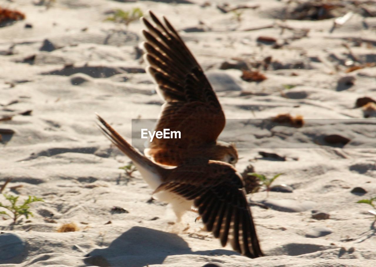 CLOSE-UP OF BIRD FLYING