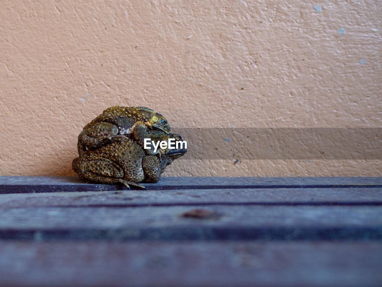 Close-up of frog on wood