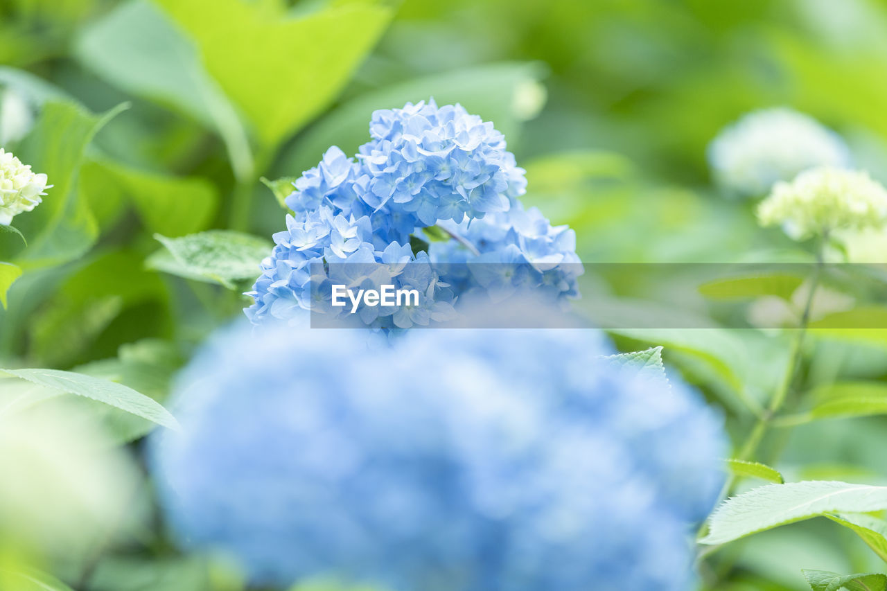 Close-up of purple flowering plant