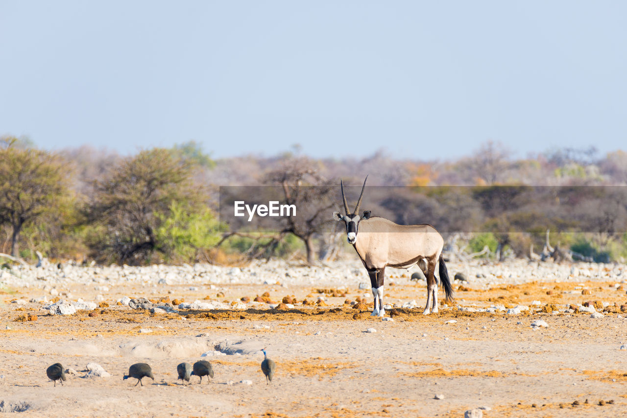 Oryx standing on field against clear sky