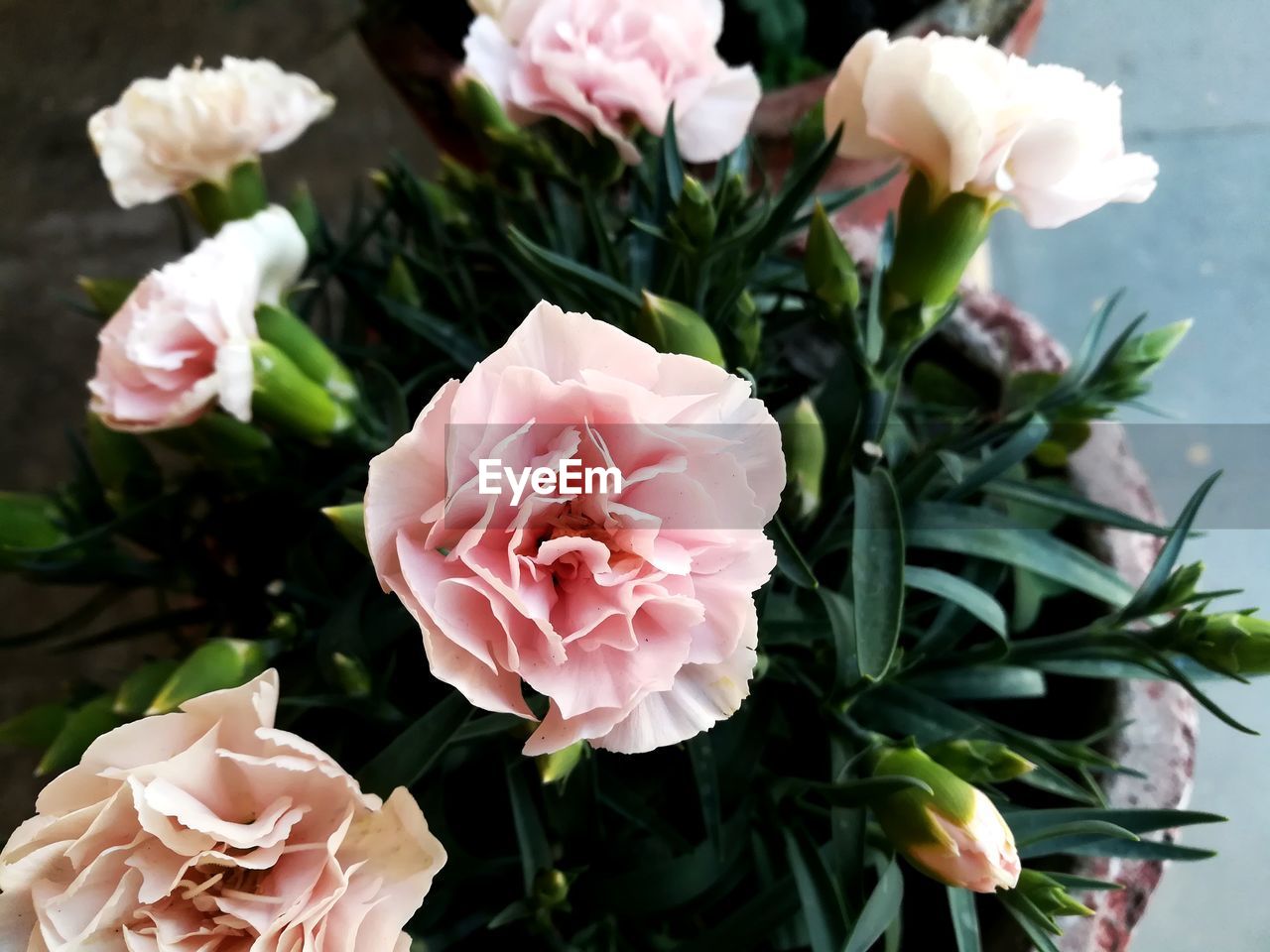 CLOSE-UP OF PINK ROSE FLOWERS IN INDOORS