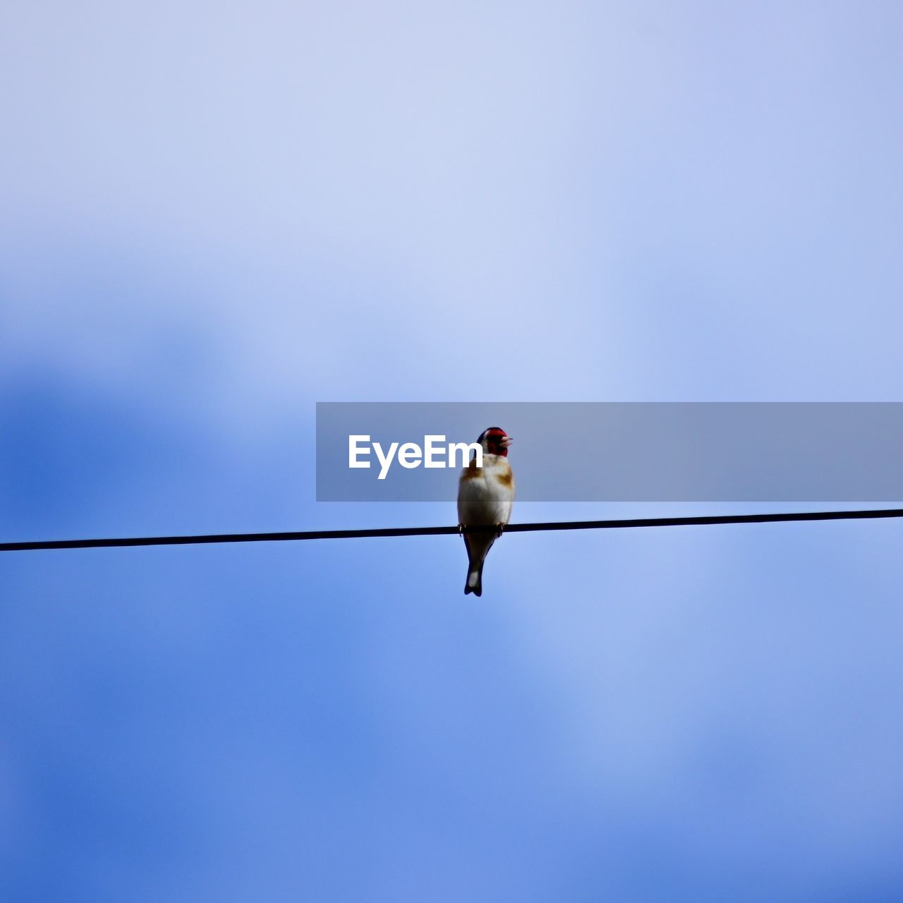 LOW ANGLE VIEW OF BIRD ON CABLE AGAINST SKY