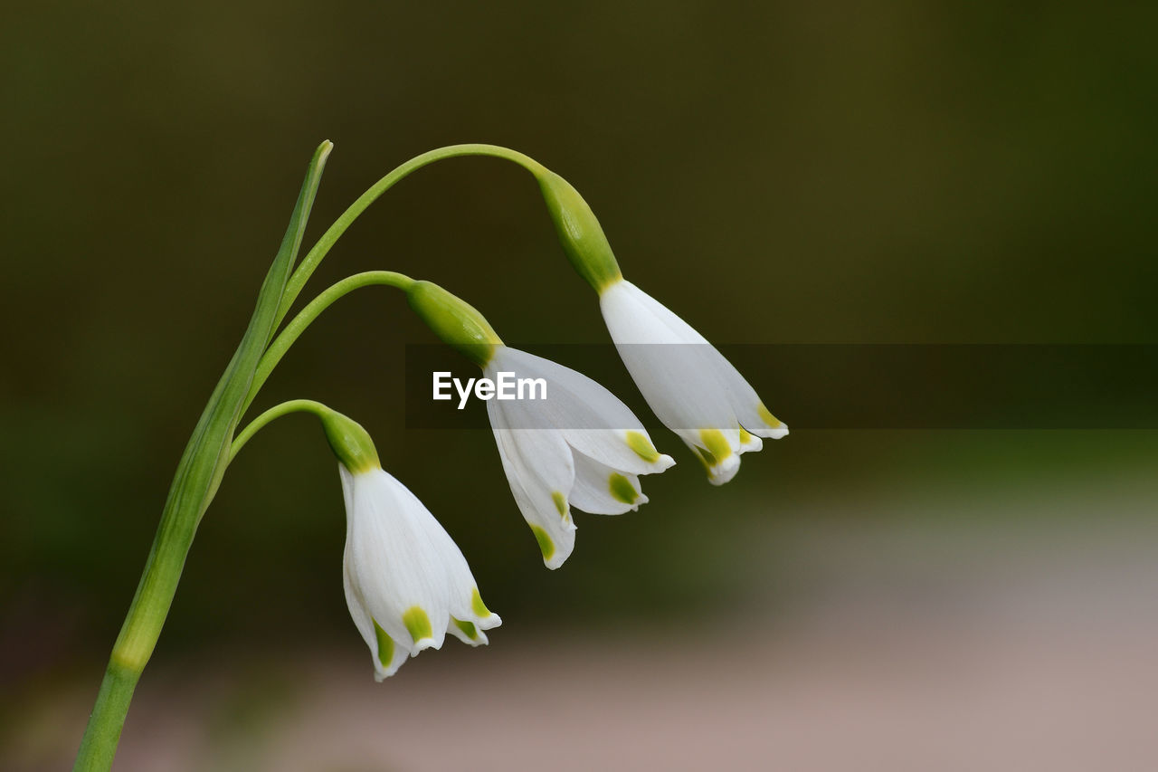 Close-up of white flowering plant