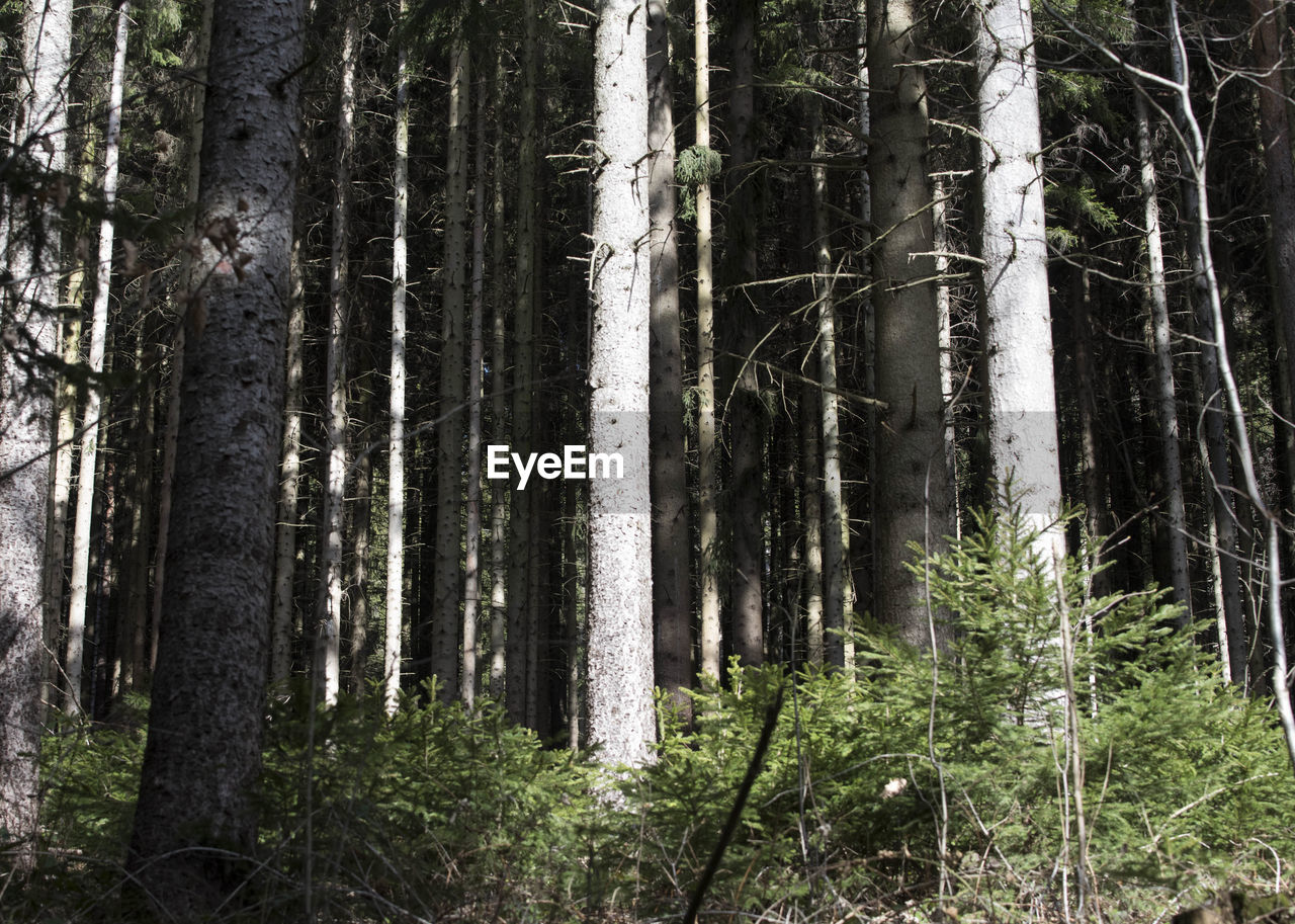 Coniferous trees in a conifer forest, forestry and natural habitat