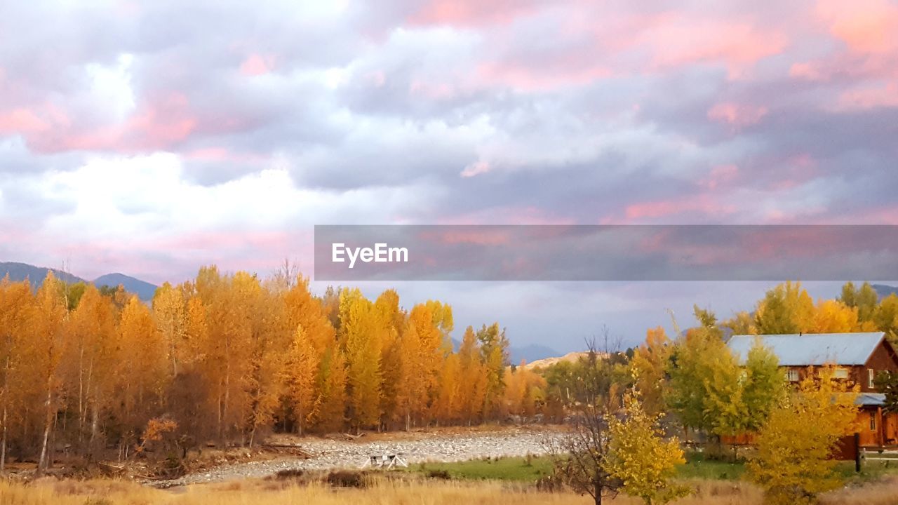 TREES ON LANDSCAPE DURING SUNSET