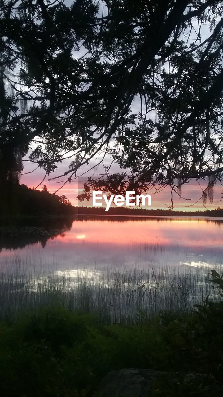 REFLECTION OF TREE IN LAKE