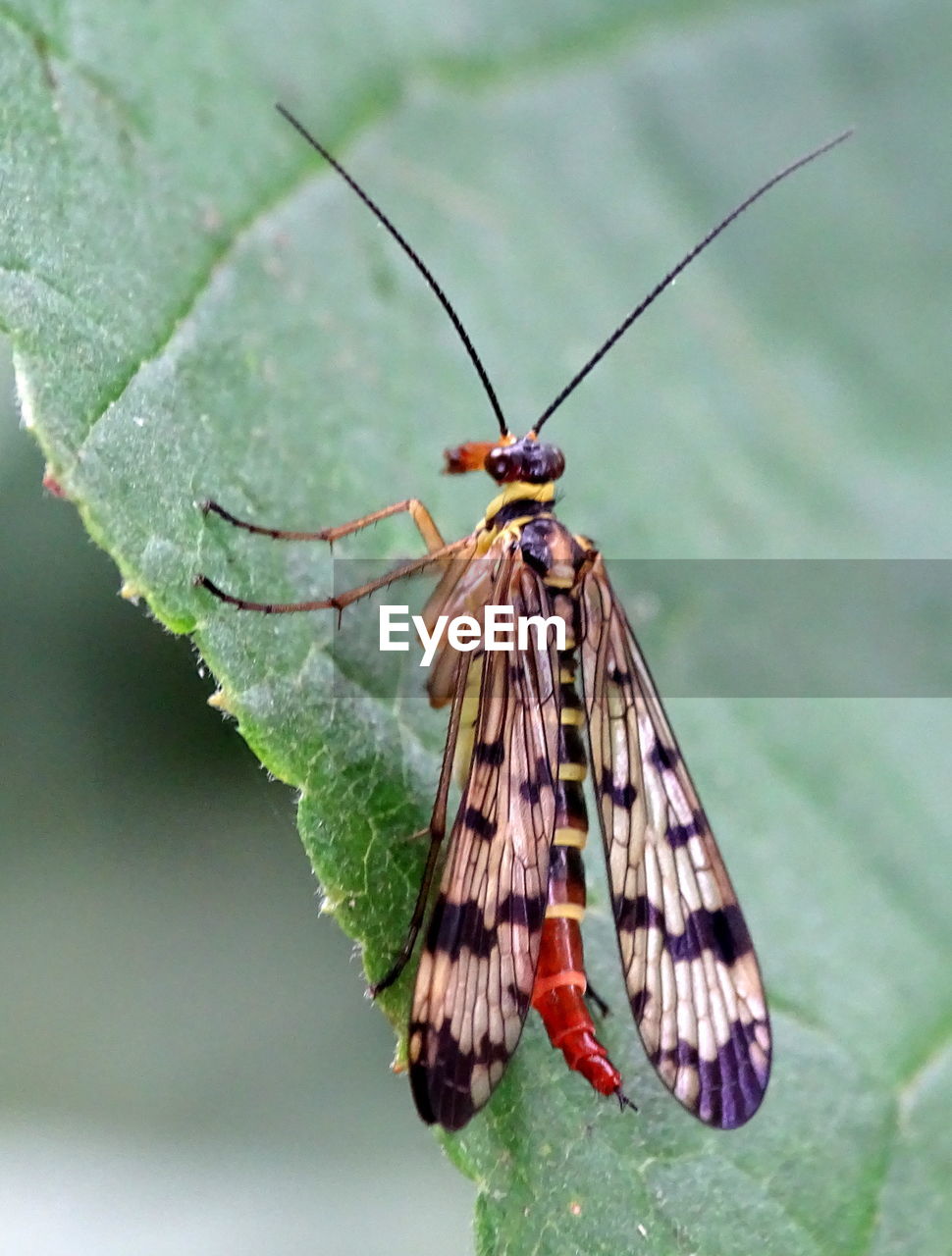 Close-up of scorpion fly