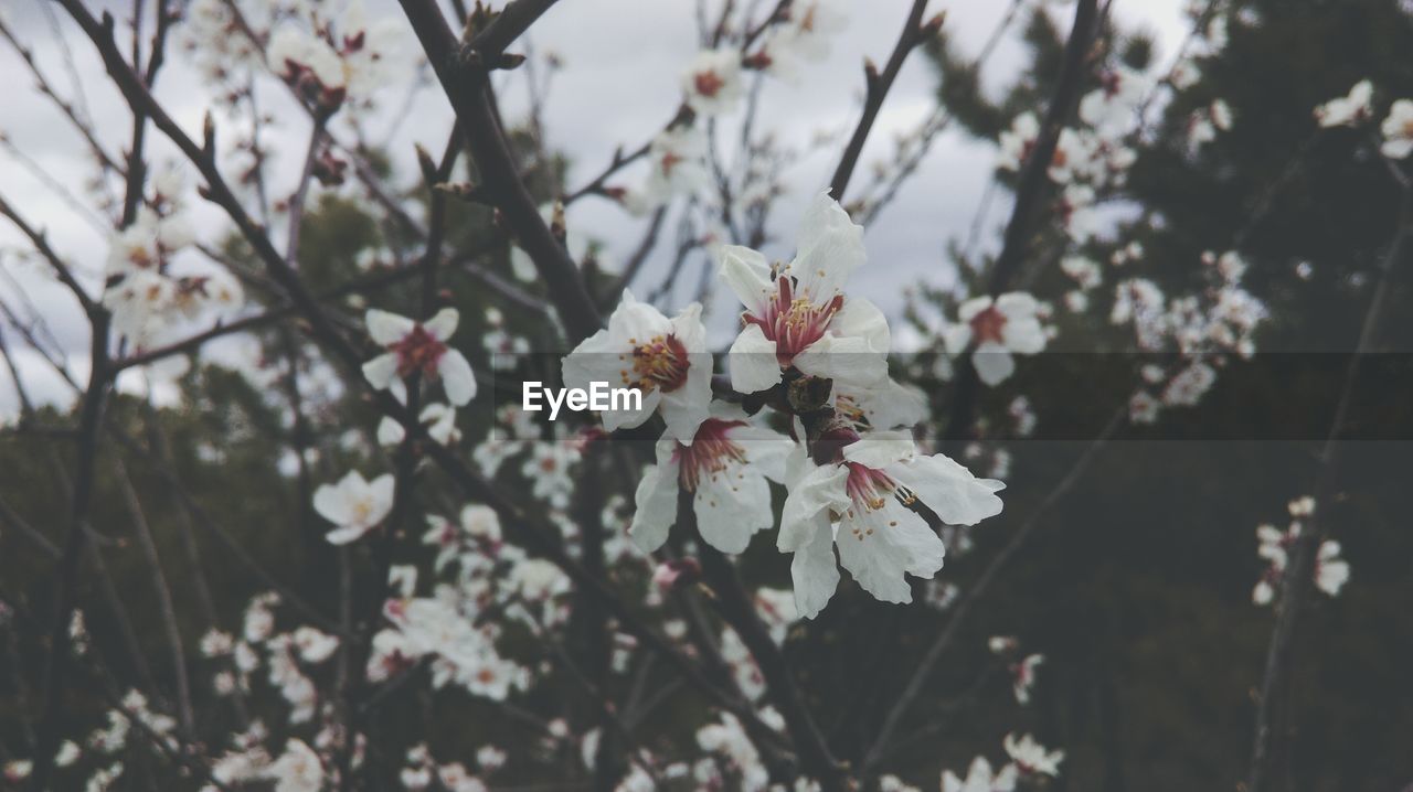 Close-up of white flowers blooming outdoors