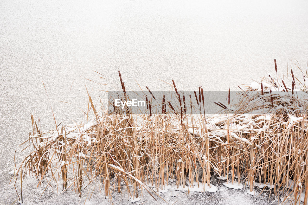 Cattails by lake during winter