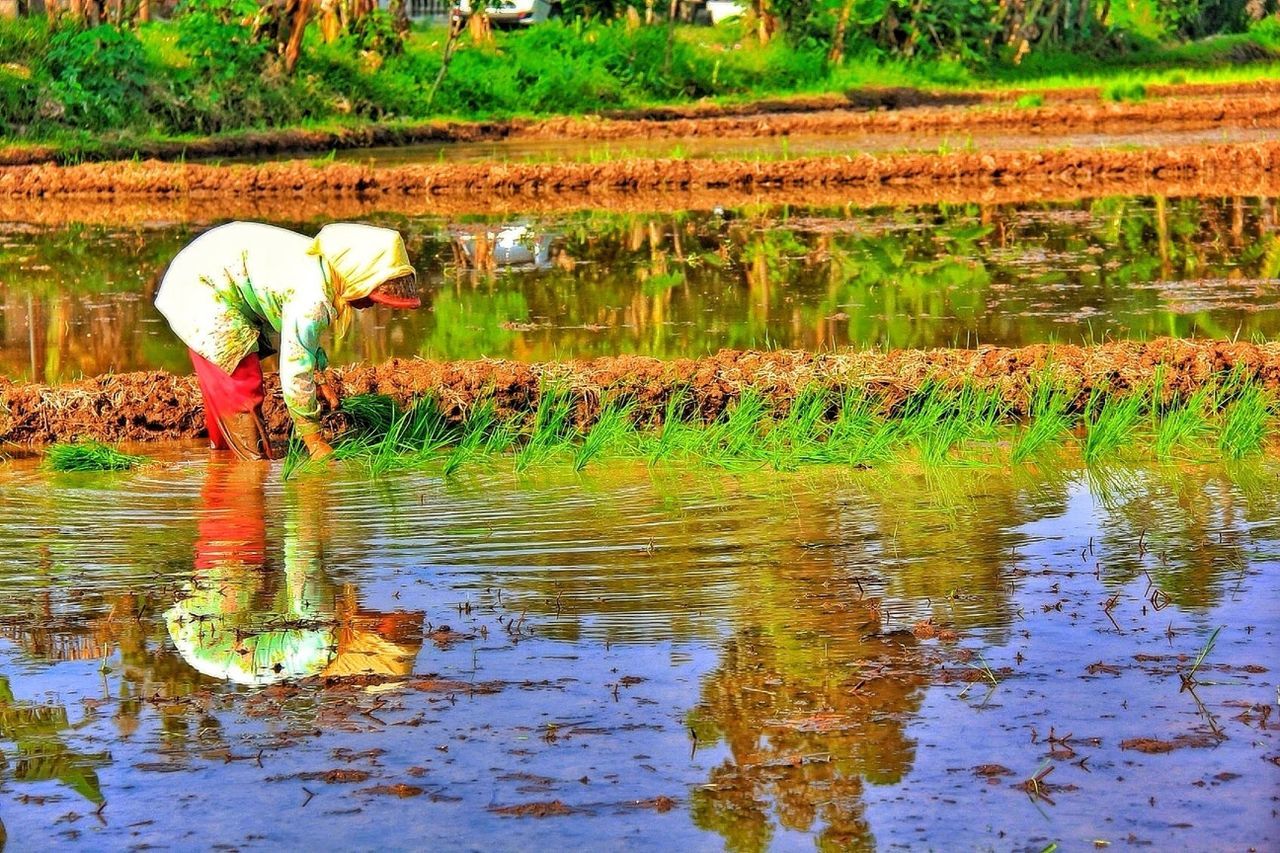 Reflection of farmer working at rice paddy