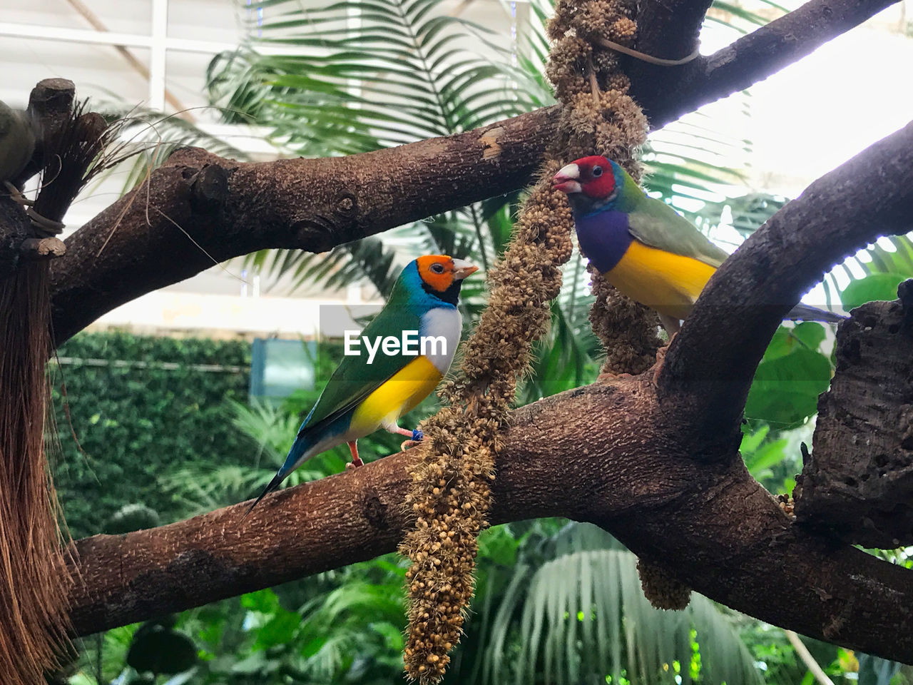 Low angle view of birds perching on tree