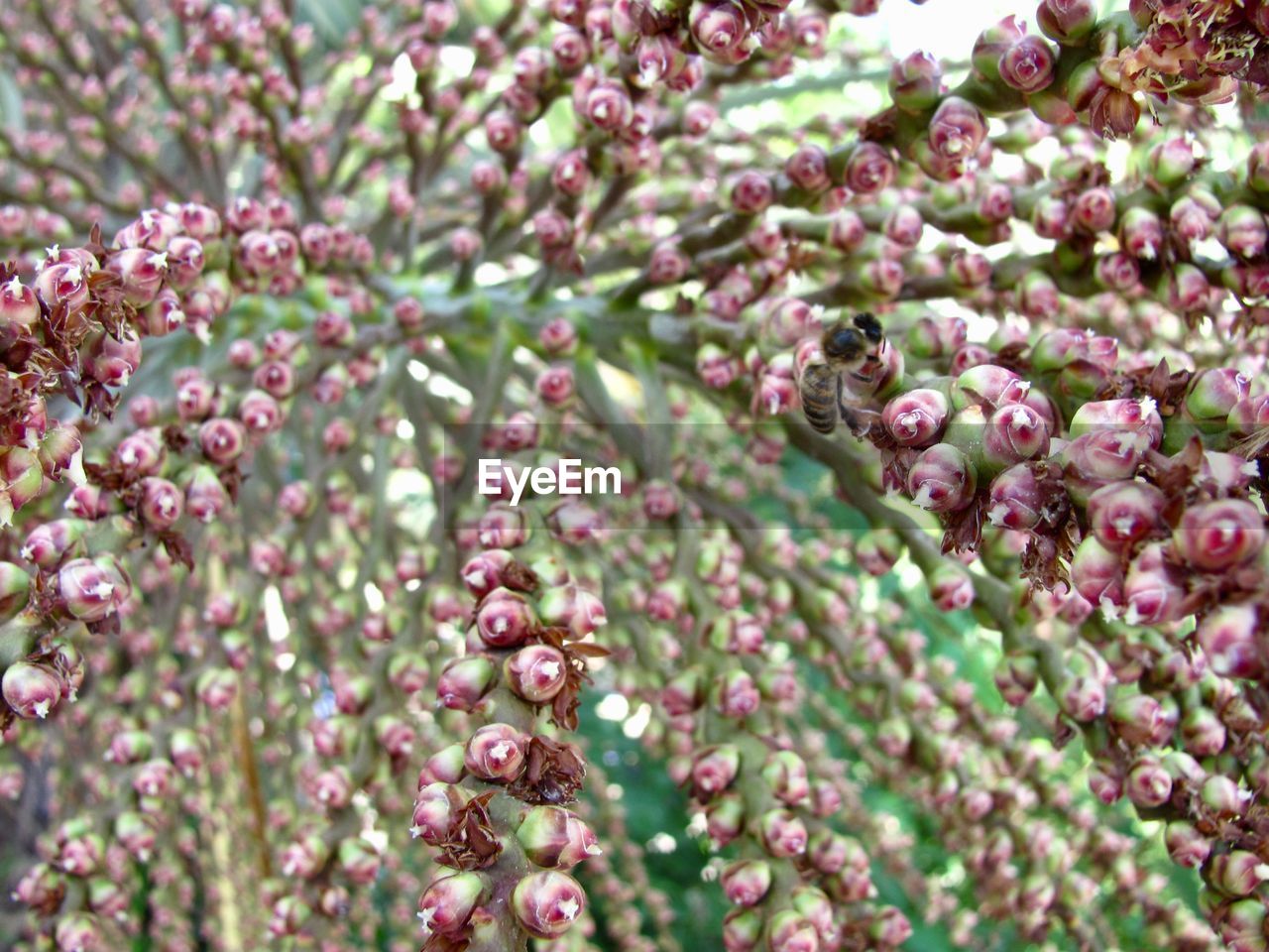 CLOSE-UP OF PURPLE FLOWERS GROWING OUTDOORS