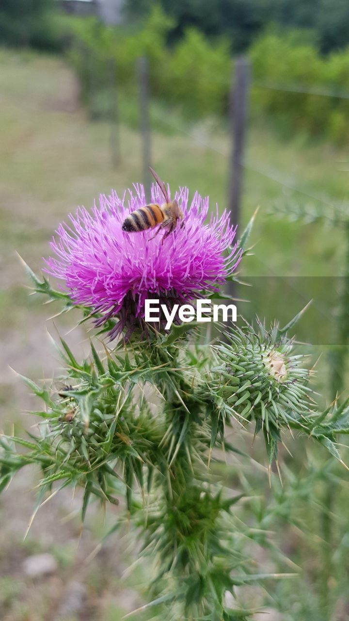 plant, thistle, flower, flowering plant, beauty in nature, freshness, purple, nature, growth, close-up, focus on foreground, flower head, no people, inflorescence, fragility, wildflower, day, outdoors, petal, pink, botany, green, food