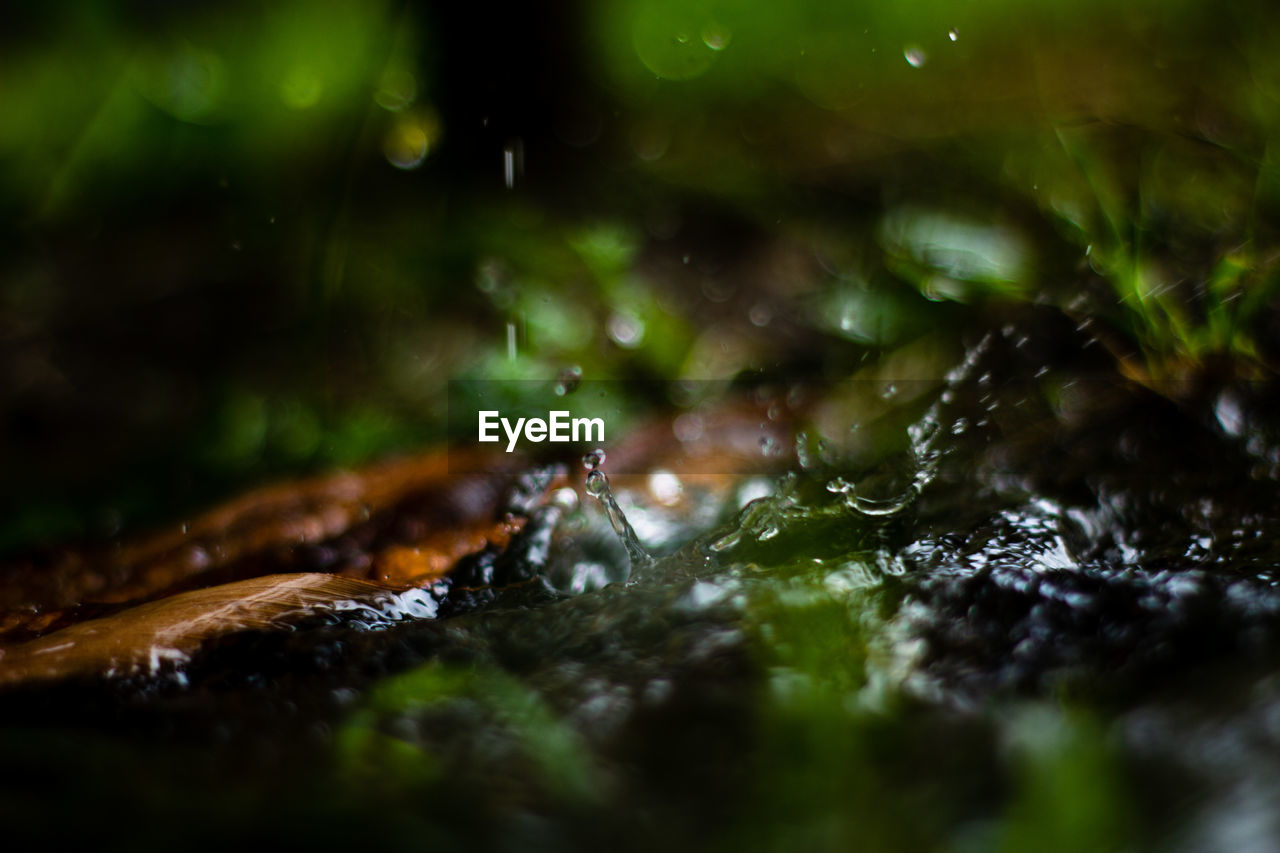 CLOSE-UP OF WET LEAF