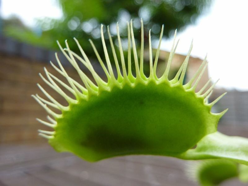 CLOSE-UP OF PLANTS