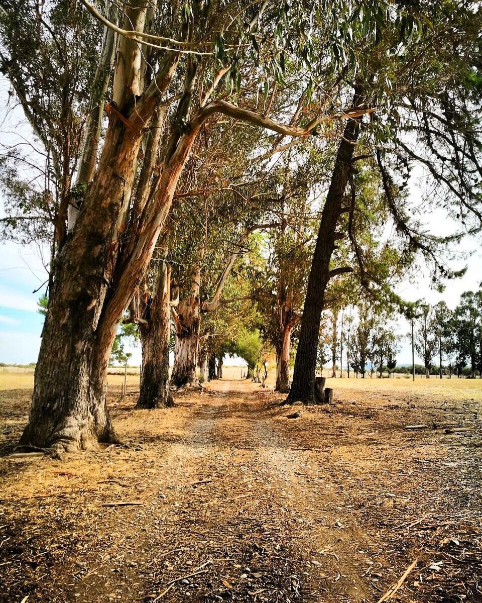 Trees on beach against sky