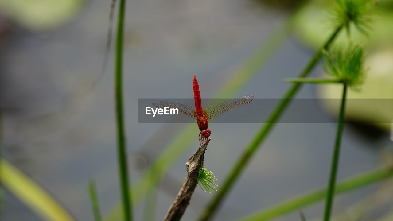 CLOSE-UP OF INSECT AGAINST BLURRED BACKGROUND