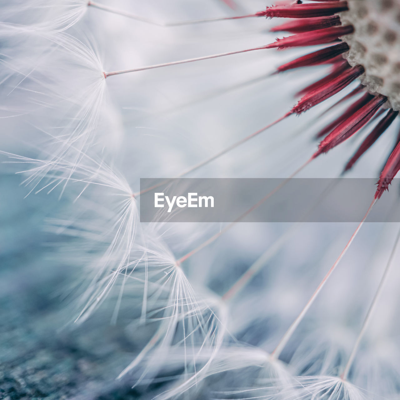 Beautiful dandelion flower in springtime, white abstract background