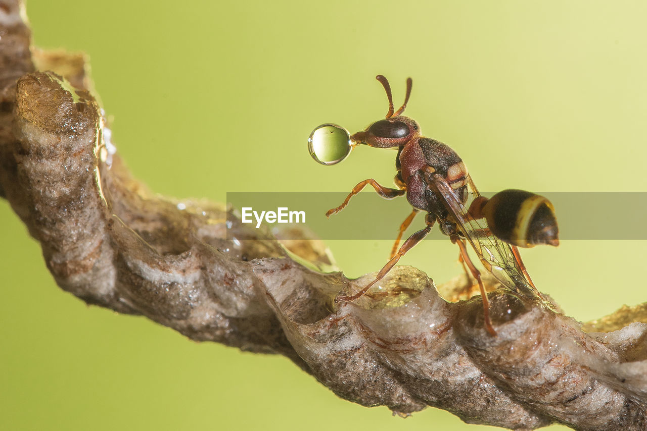 Wasp blowing bubble