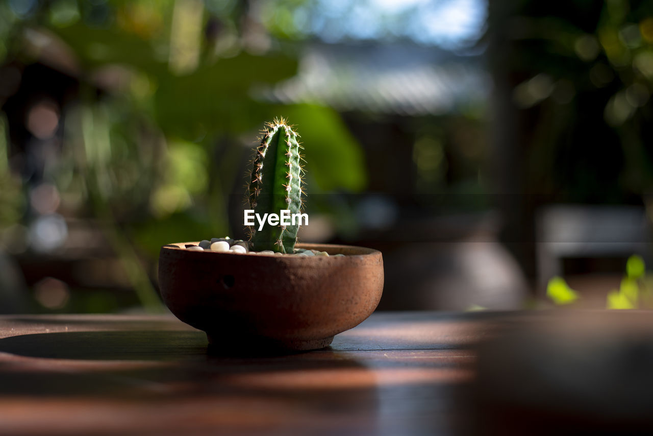 CLOSE-UP OF SUCCULENT PLANT