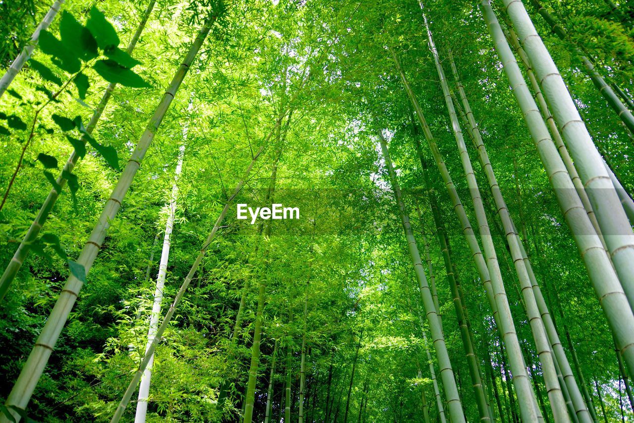 Low angle view of bamboo trees growing in groove