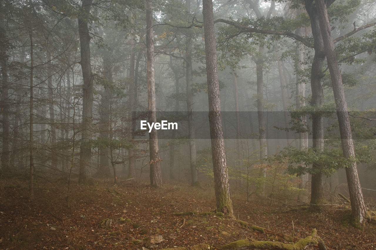 TREES IN FOREST DURING FOGGY WEATHER