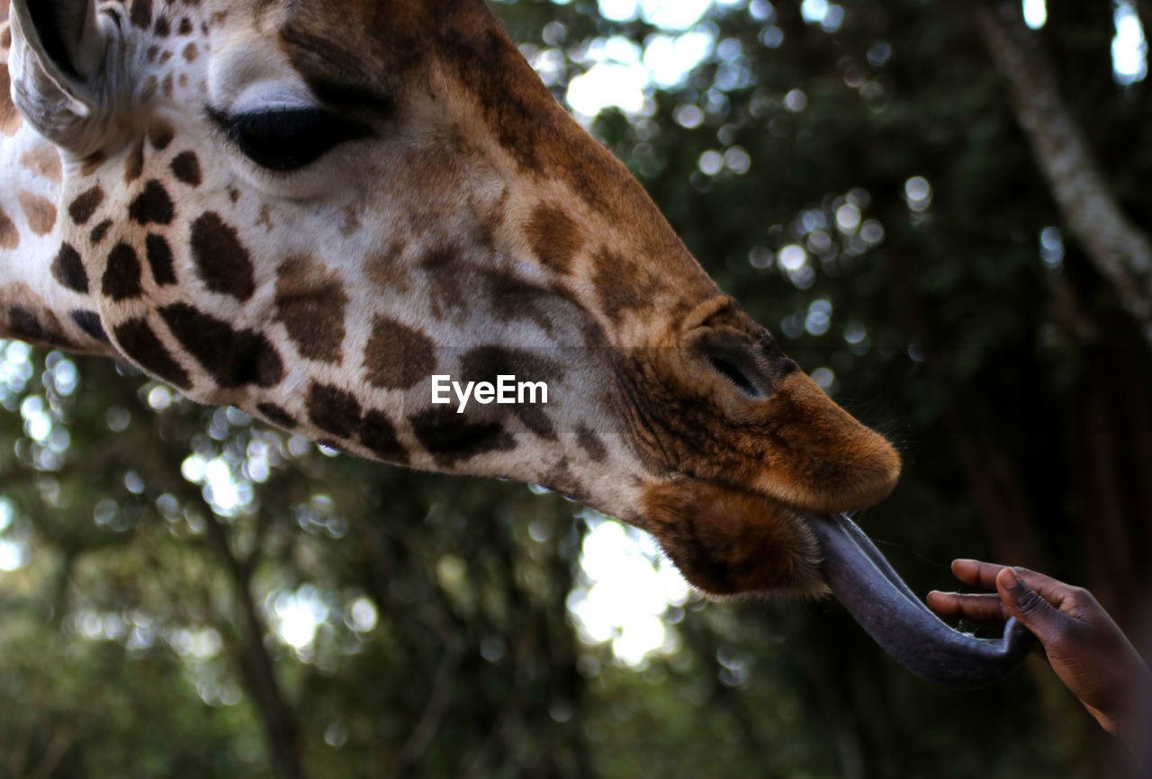 Close-up of a giraffe eating sugar from a hand