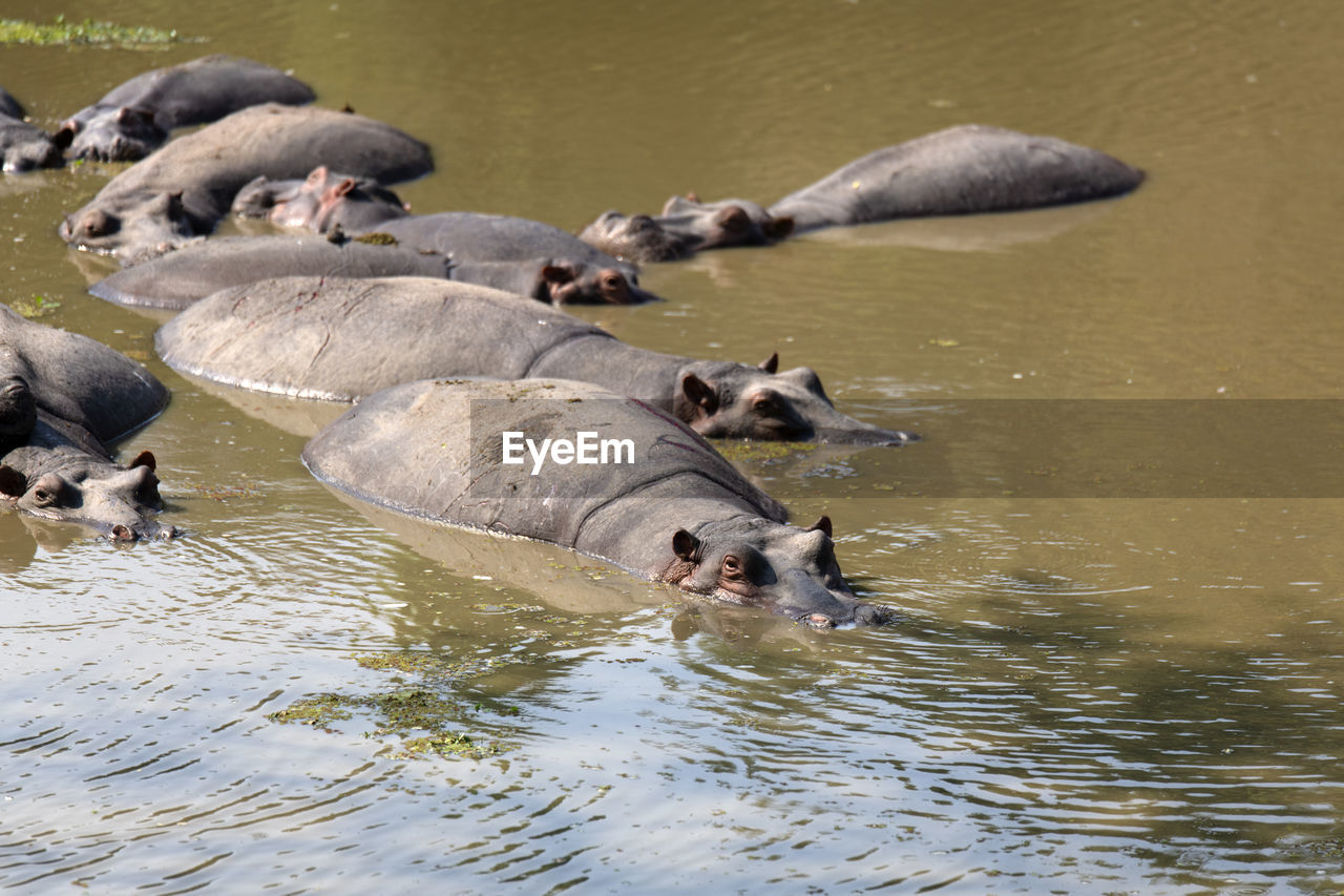 Hippos swimming in lake