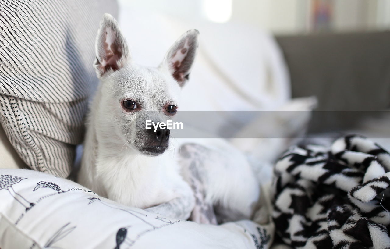 Portrait of dog relaxing on sofa at home