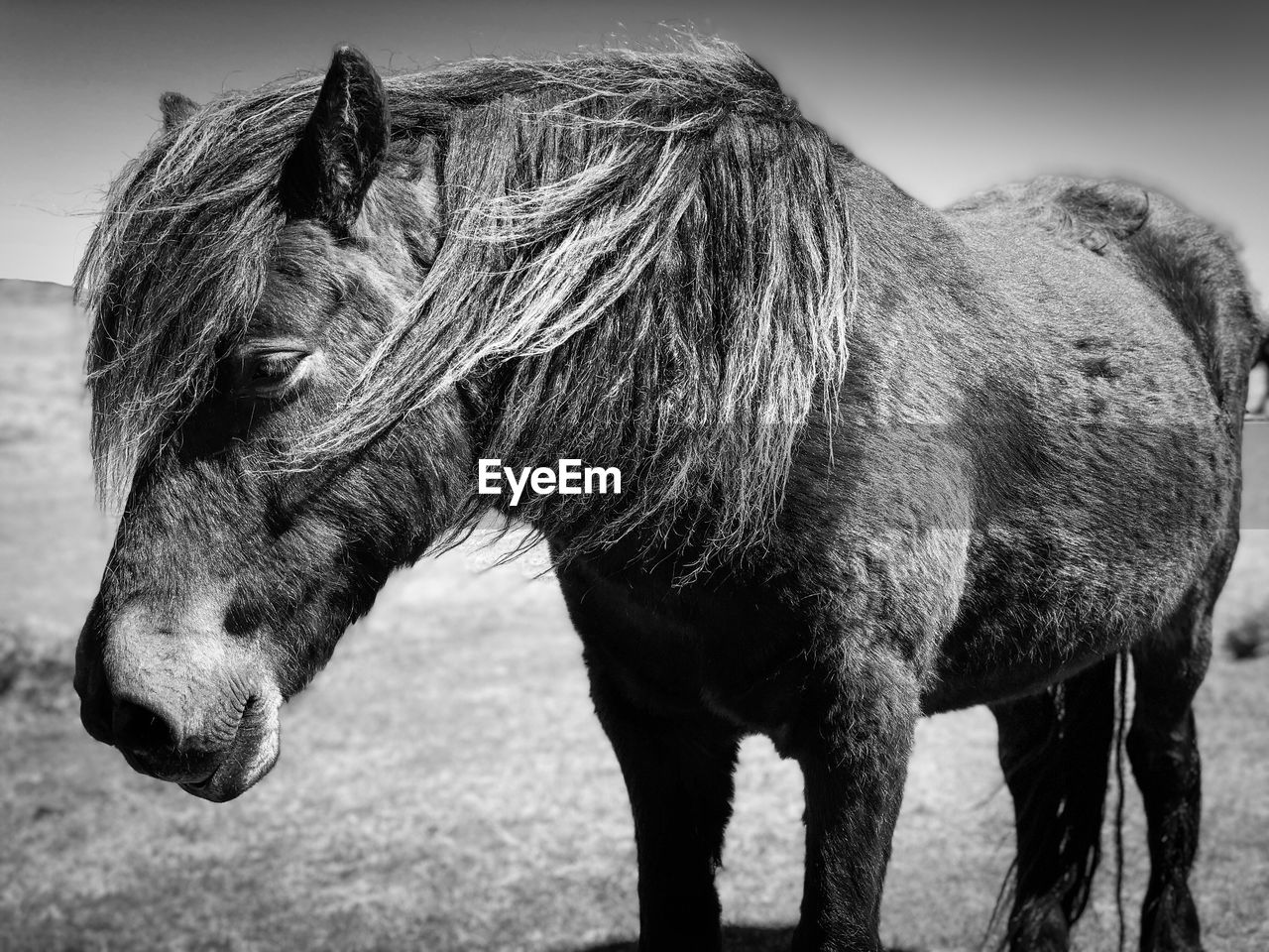 Horse standing on field