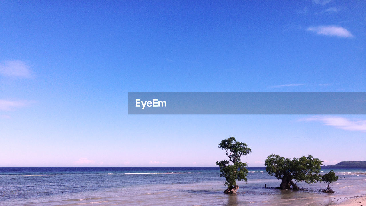 SCENIC VIEW OF BEACH AGAINST CLEAR SKY