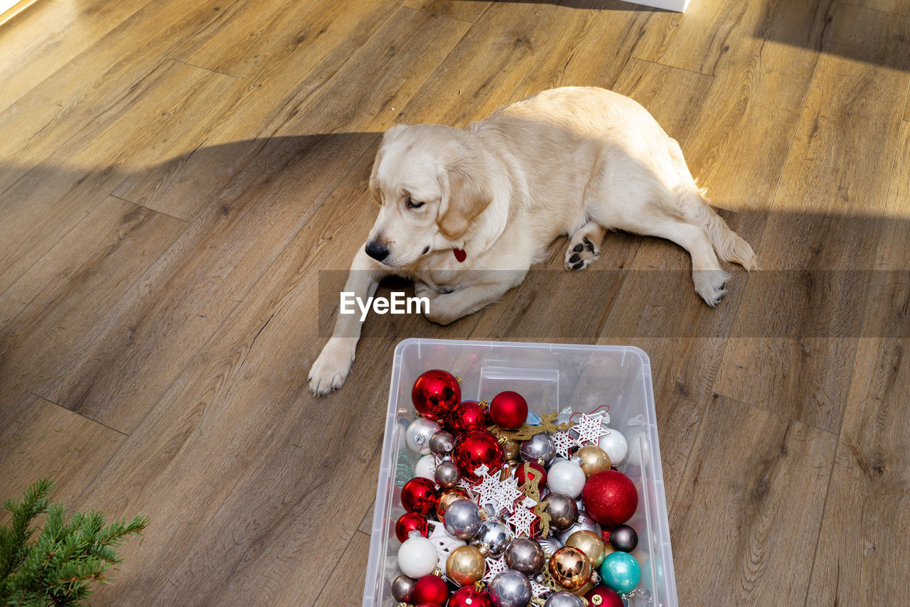 A young male golden retriever is lying on modern vinyl panels next to a container with decorations.