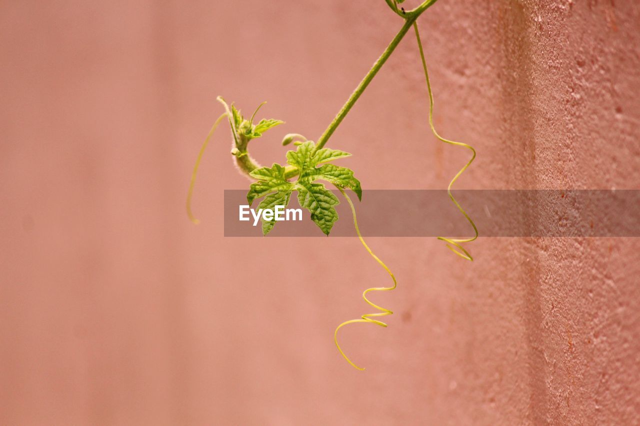 CLOSE-UP OF IVY GROWING ON PLANT