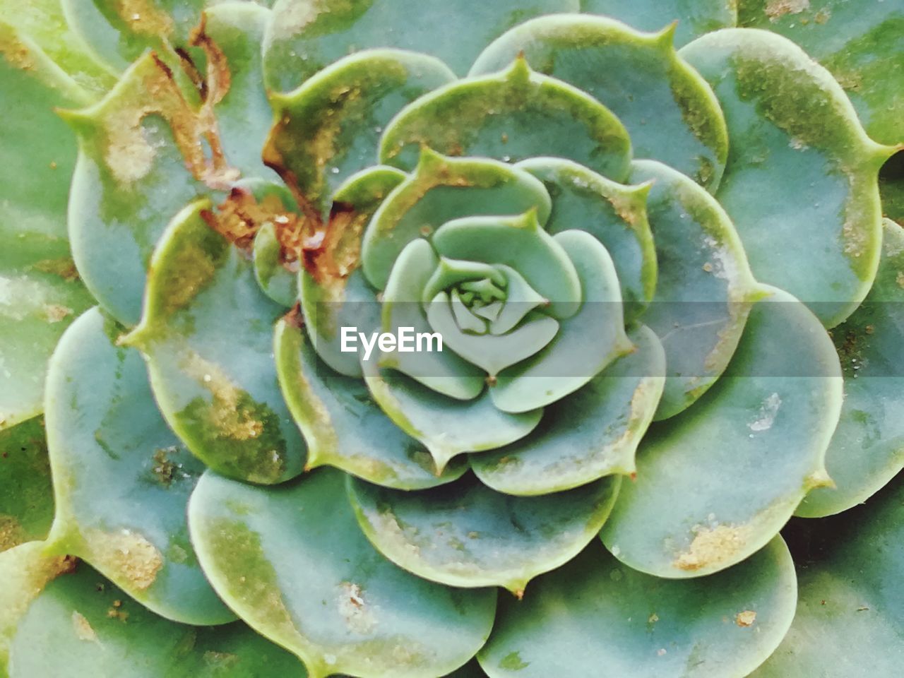 FULL FRAME SHOT OF SUCCULENT PLANTS