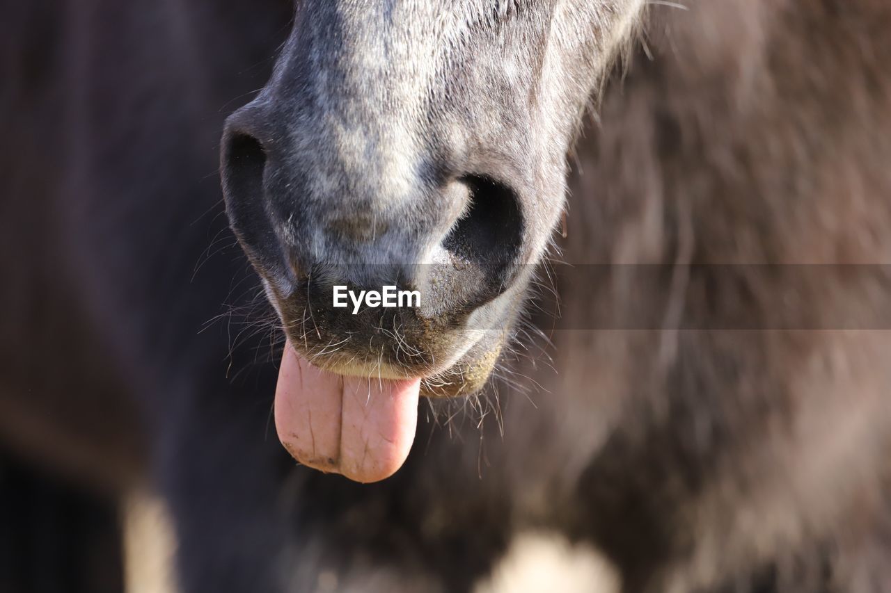 Midsection of horse