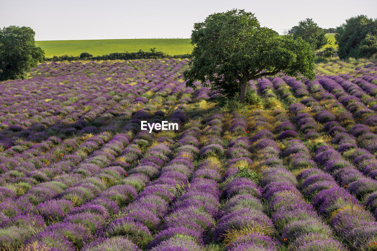 Purple flowering plants on field