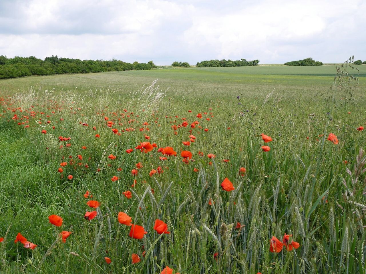 Red poppy flowers in field