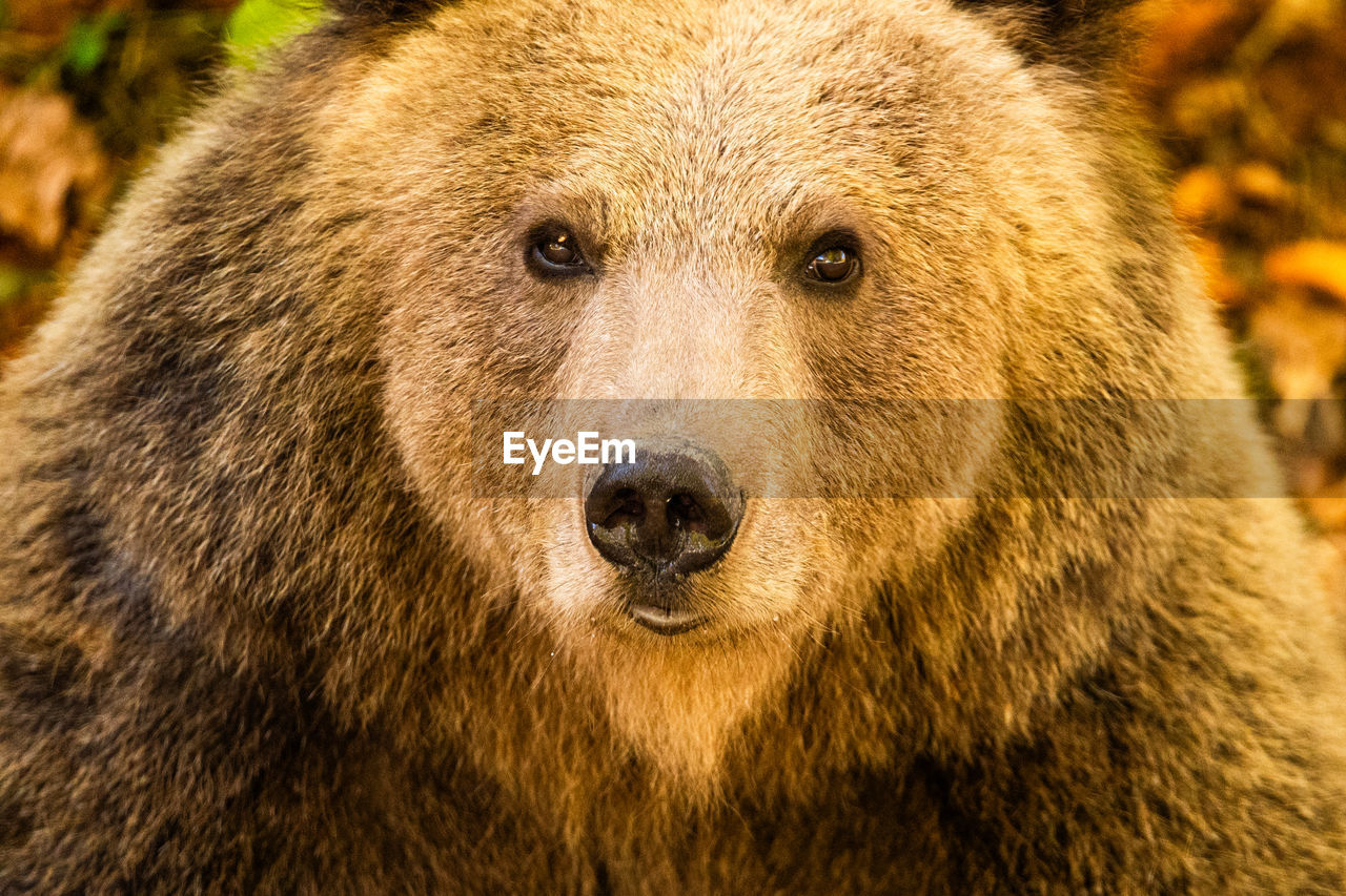 Close-up of a wild bear in the forest