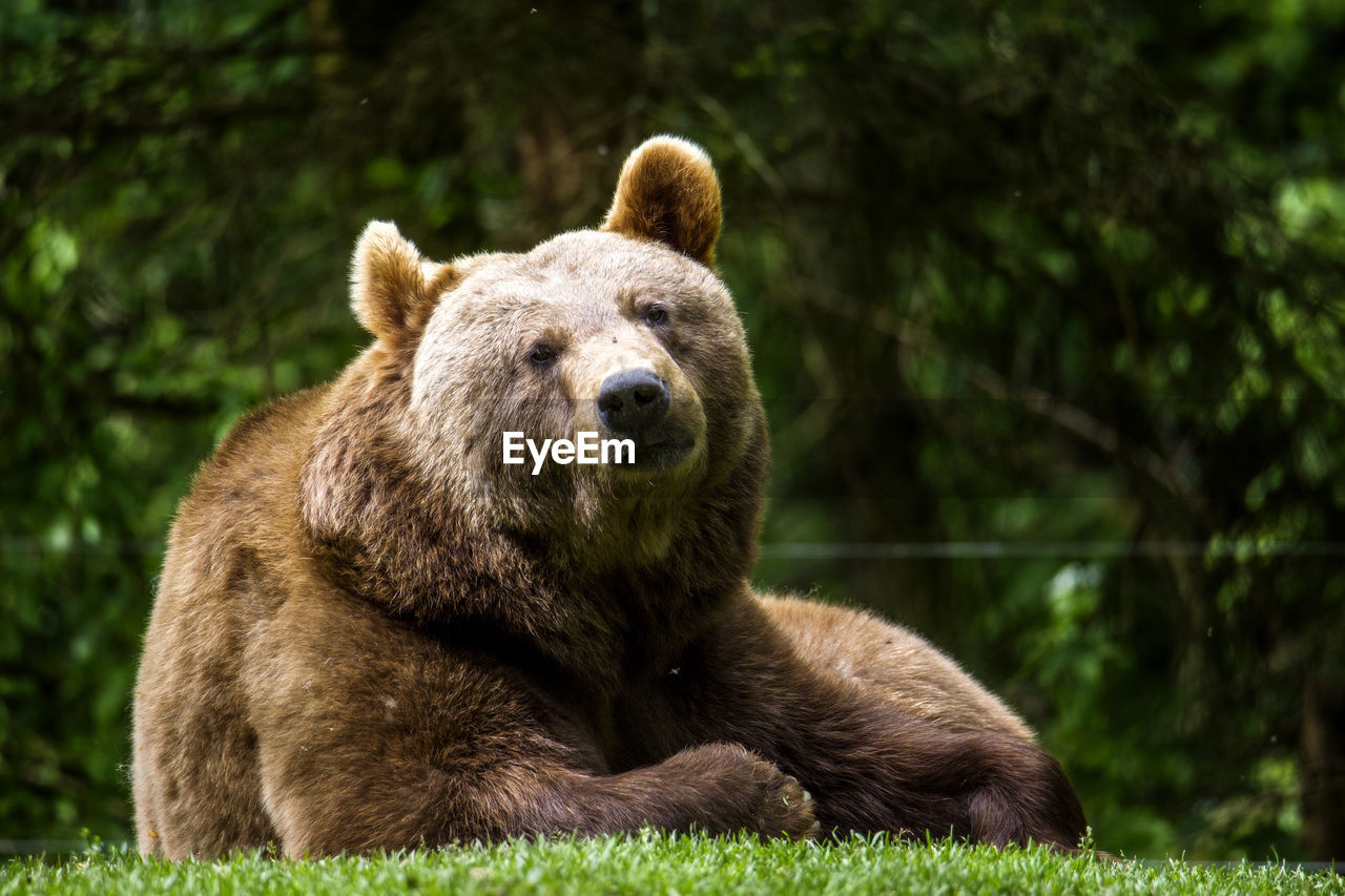 Close-up portrait of bear lying on grassy field