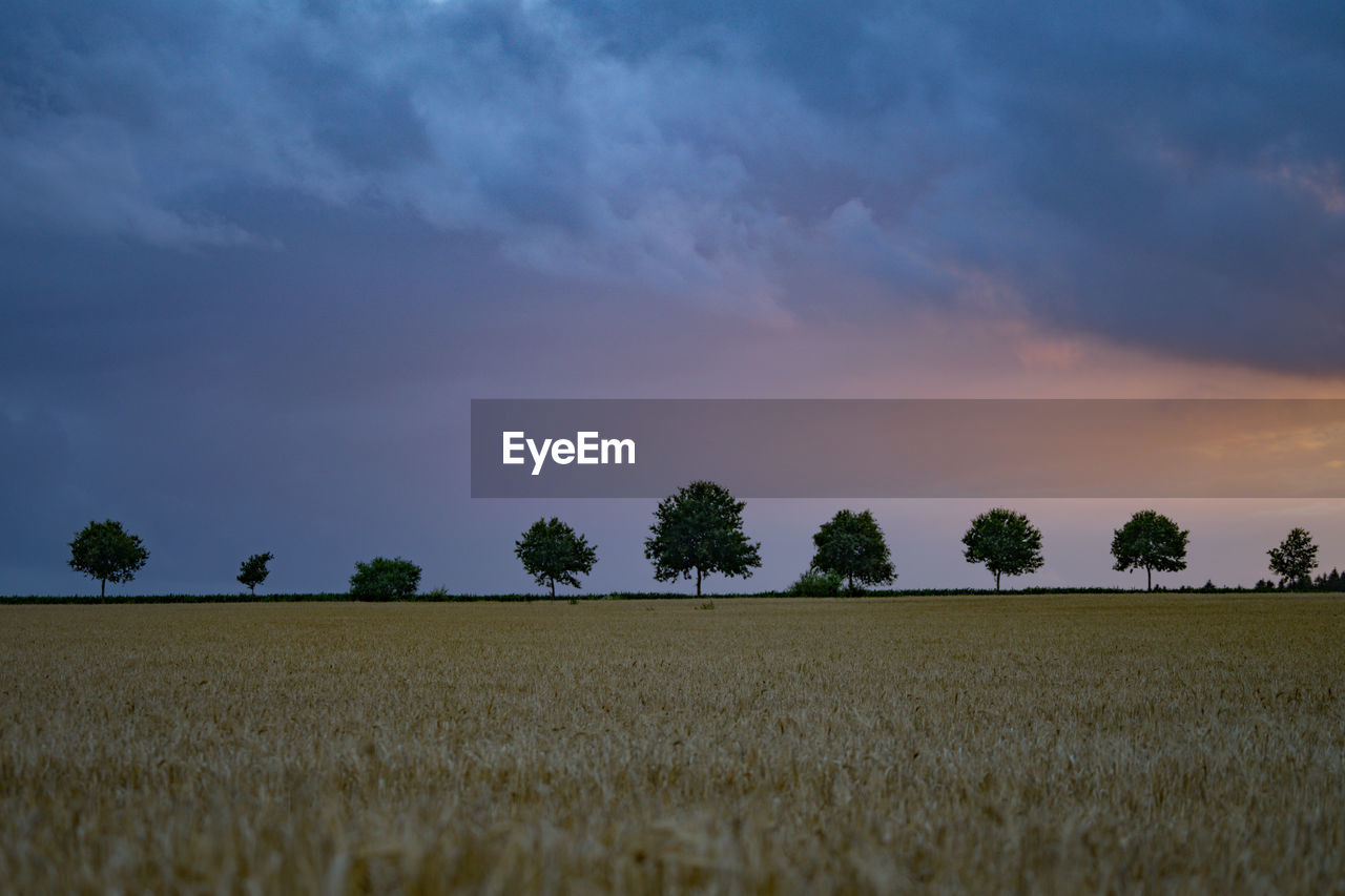 Last sunlight above grain field