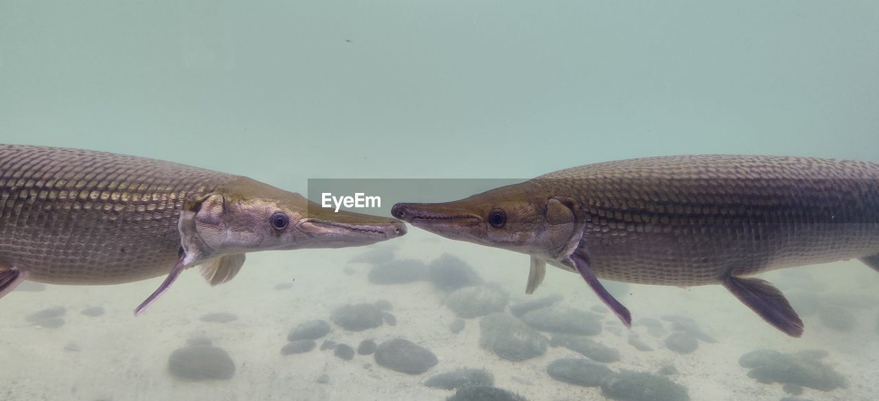 Close-up of fish in sea