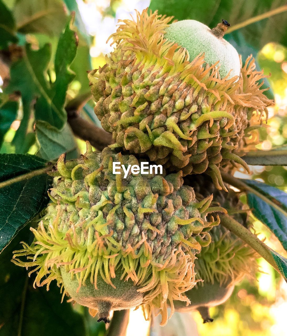 CLOSE-UP OF FLOWERS