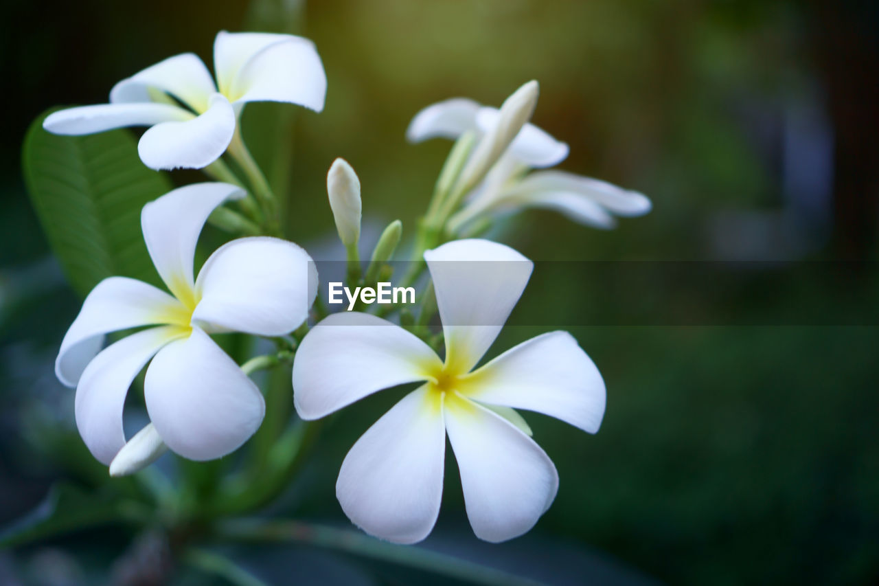 A bunch of beautiful petals white plumeria blooming in the evening light