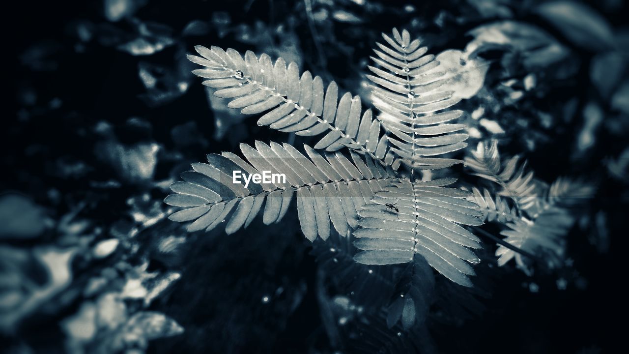 CLOSE-UP OF LEAVES AGAINST TREE