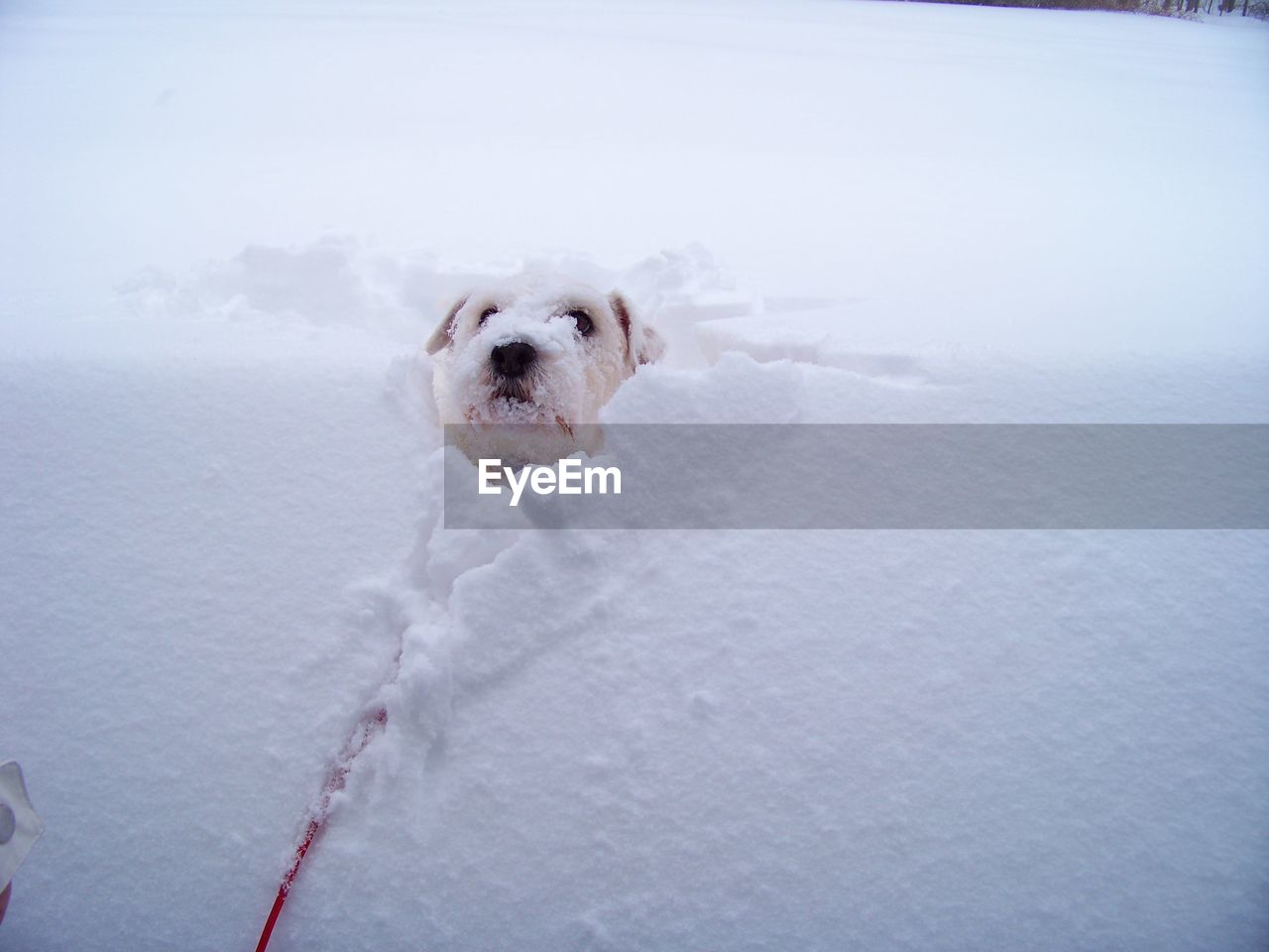 Close-up of dog in snow