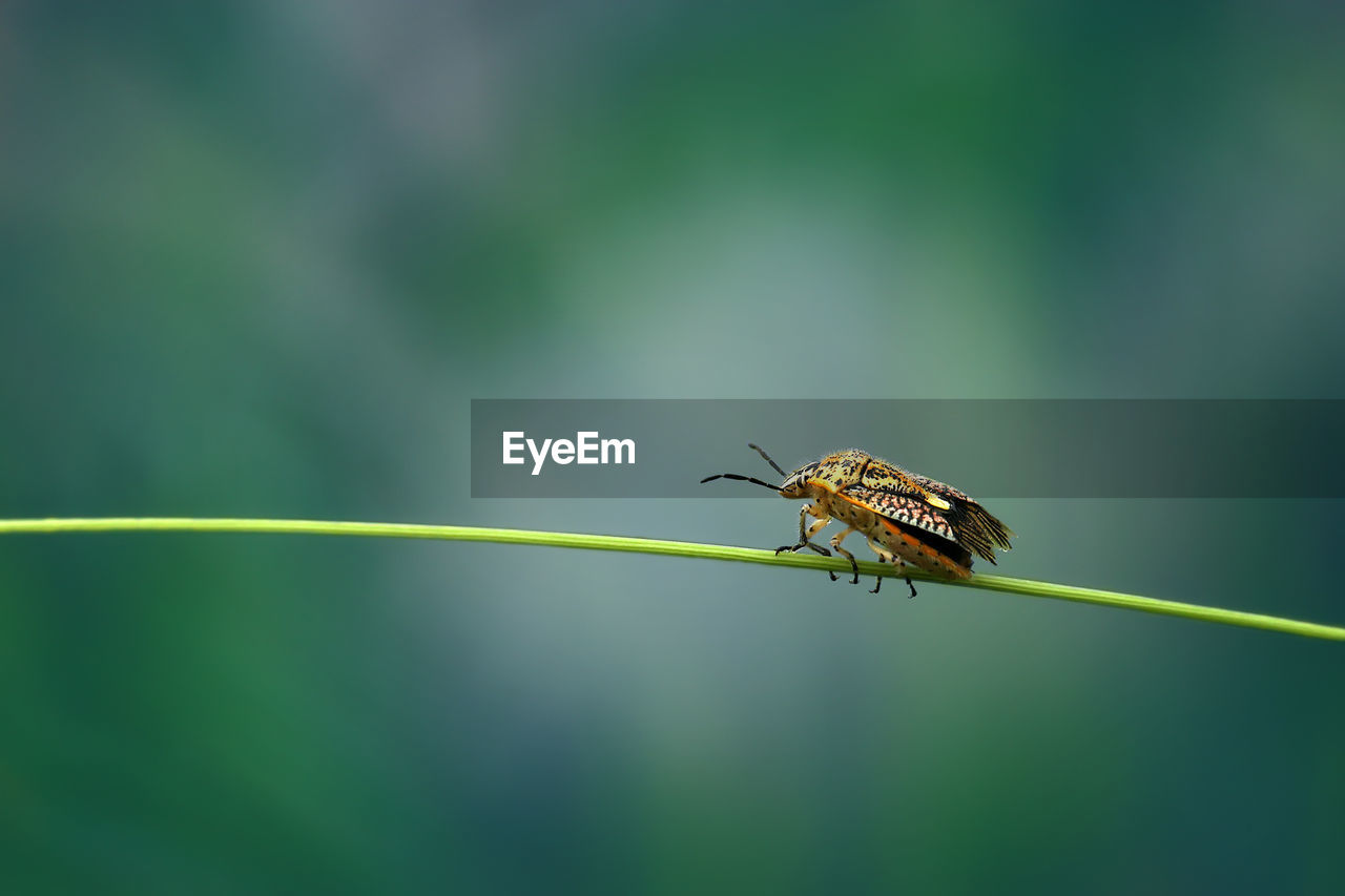 Close-up of insect on leaf