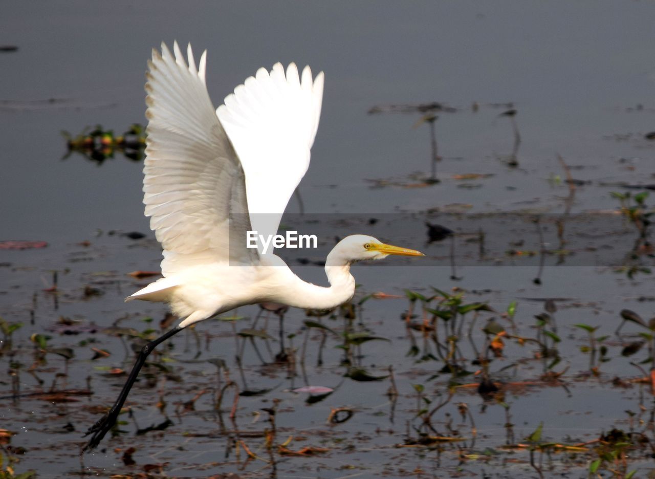 Great egret Nature Photography Nature Bird Photography Birds Nature_collection Bird Water Lake Beak White Color Close-up Animal Themes Great Egret Egret Freshwater Bird Spread Wings Animal Wing Flapping