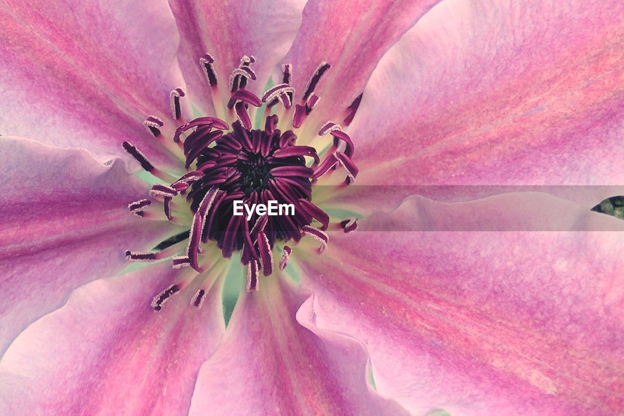 EXTREME CLOSE-UP OF PINK FLOWER BLOOMING OUTDOORS