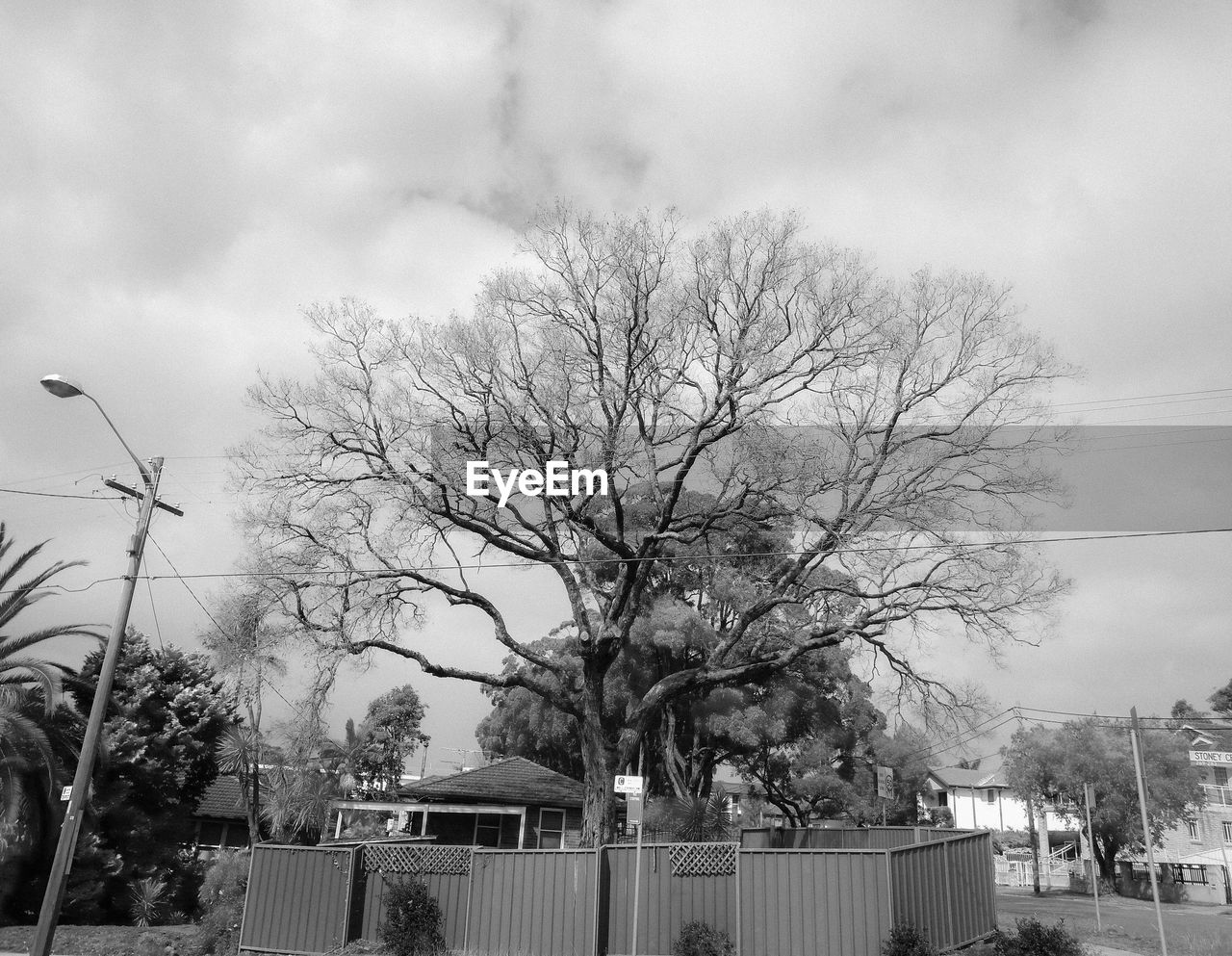 LOW ANGLE VIEW OF TREES AND BUILDING AGAINST SKY