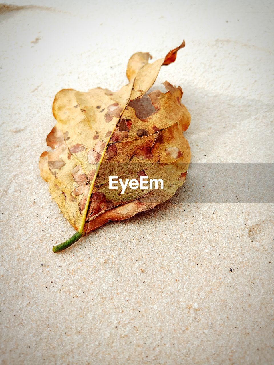 CLOSE-UP OF DRY LEAF ON TABLE